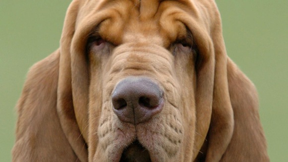 A bloodhound dog