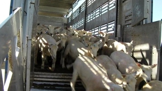 Live animals exports 