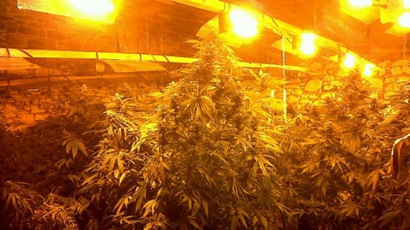 Cannabis worth £1 million has been seized in West Cumbria