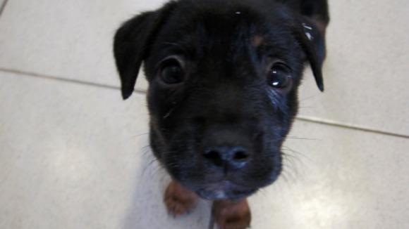 A Dogs Trust puppy