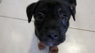 A Dogs Trust puppy