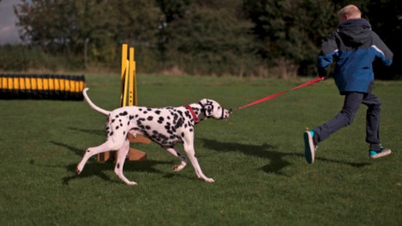 A dog exercising at Dogs Trust