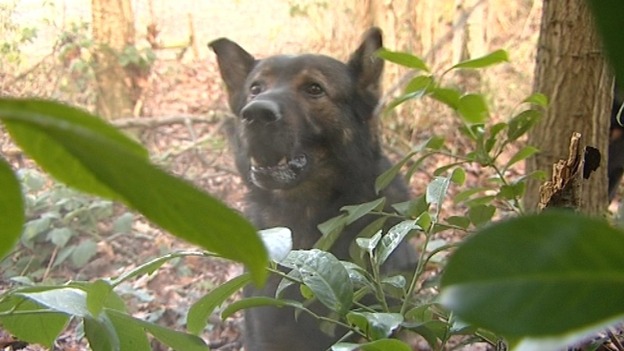 Police dog trains