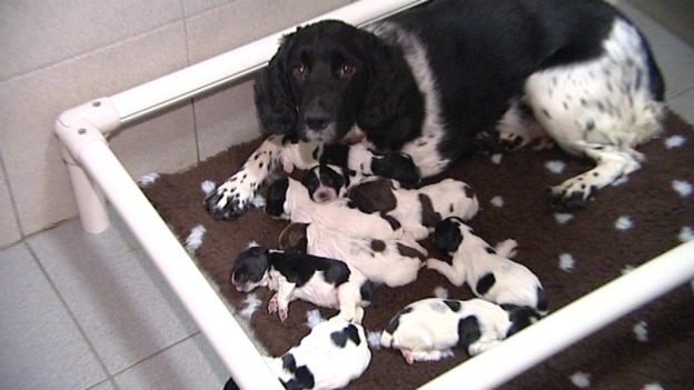Mother and her pups
