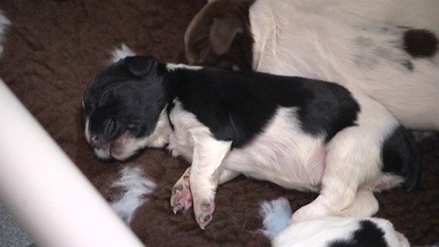 A pup sleeps