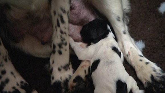 A pup suckles from its mother