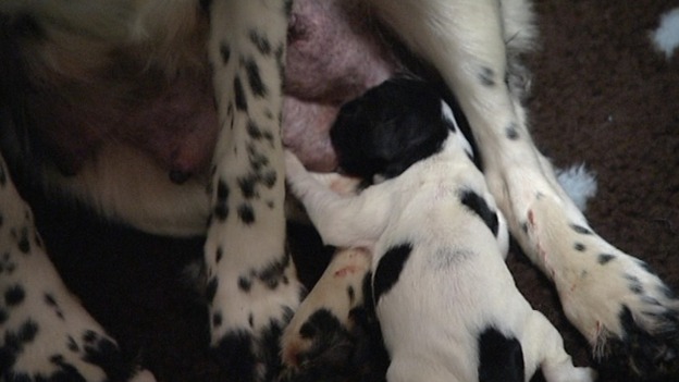 A pup suckles from its mother