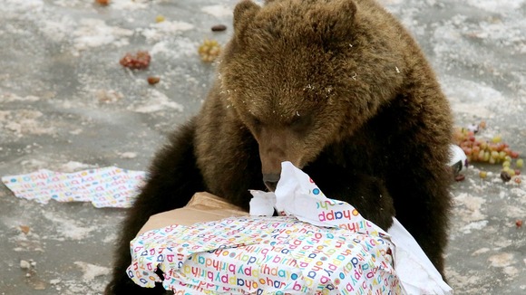 Loki, a European brown bear, celebrates his first birthday at the safari park