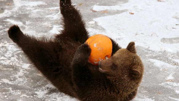 An enrichment ball was filled with Loki's favourite treats