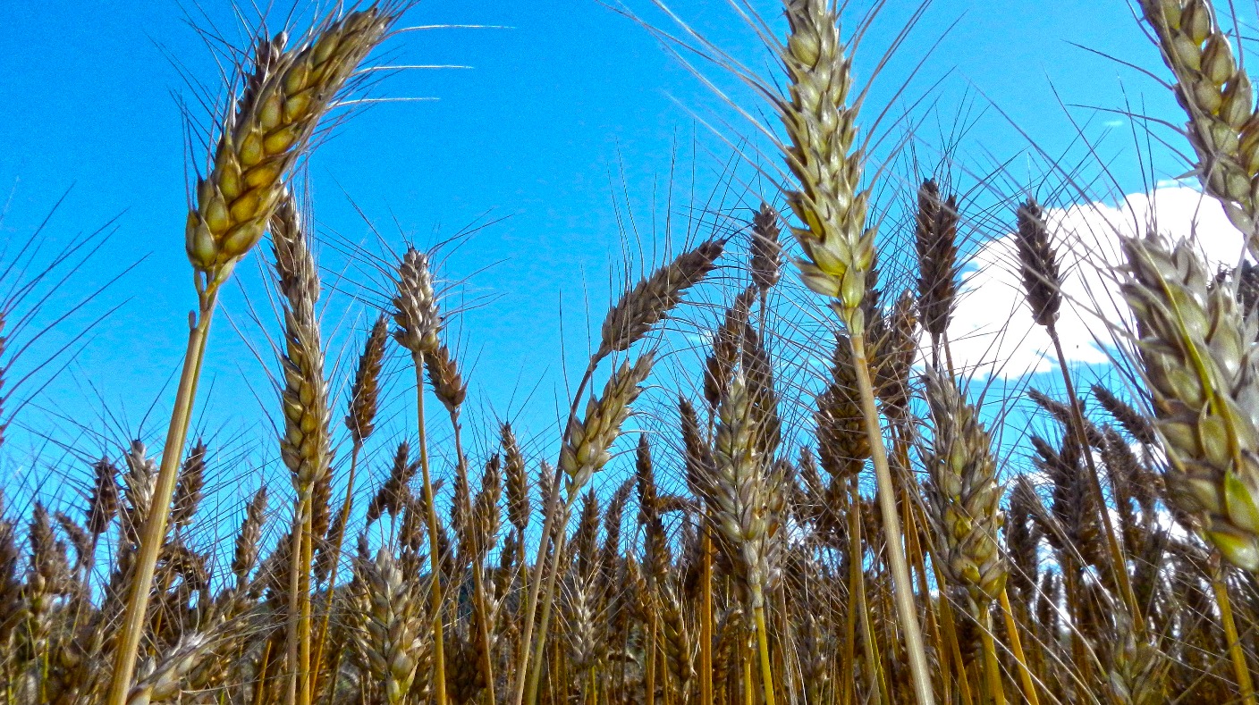 Crop of Iron Researchers develop new wheat strain Anglia ITV News
