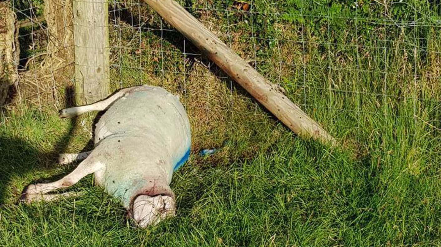 Sheep killed in Co Down for second time in days UTV ITV News