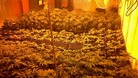 Cannabis plants