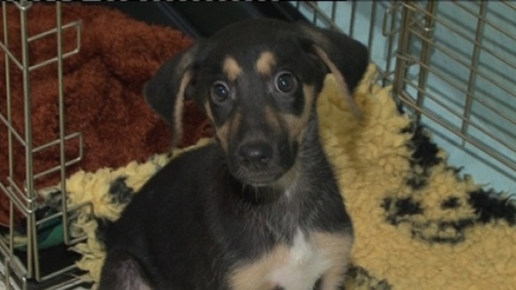 One of the puppies being looked after by the Dogs Trust in Shrewsbury