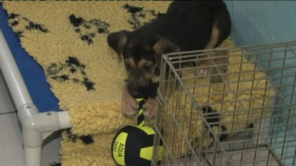 The Dogs Trust has launched their annual campaign against giving dogs as Christmas presents