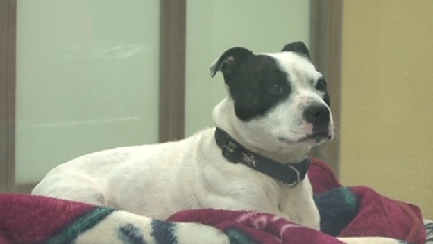 There are currently 138 dogs at the site, which can take a maximum of 140 animals