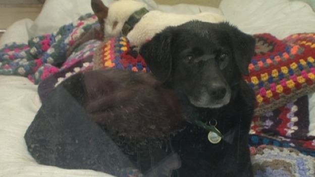 Bubba the Black Labrador cross has been at the centre for three weeks