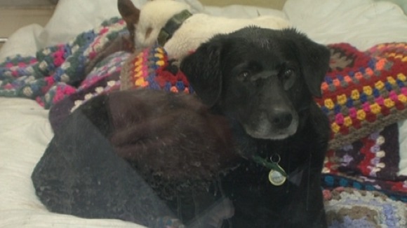 Bubba the Black Labrador cross has been at the centre in Shrewsbury for three weeks