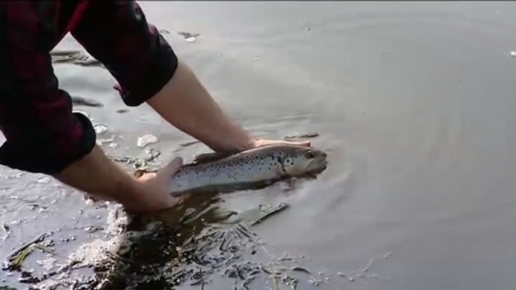 Fish being transferred to deeper waters