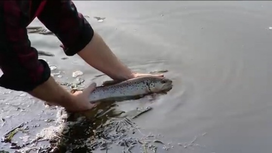 Fish being transferred to deeper waters