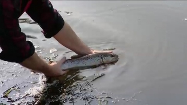 Fish being transferred to deeper waters