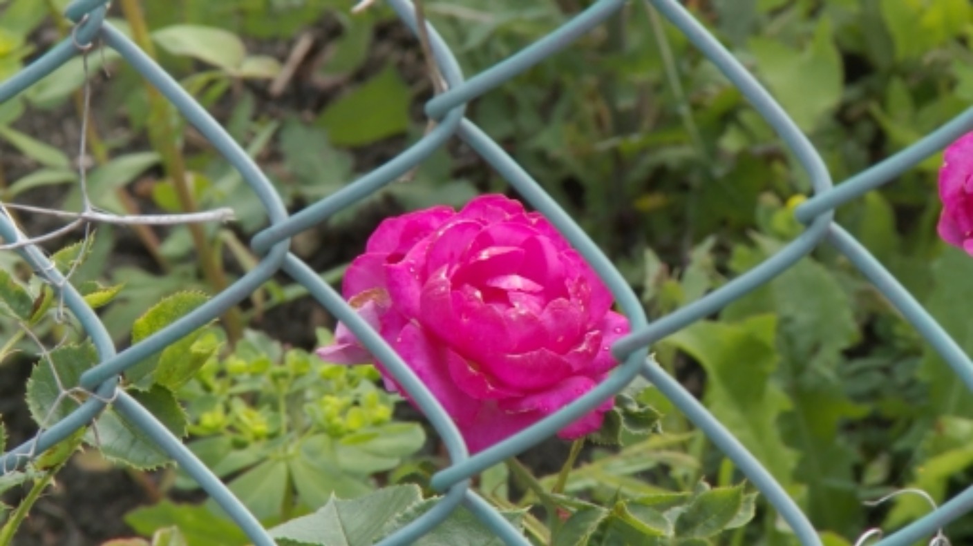 Gardener ordered to tear down his £100 roses planted to decorate ugly ...