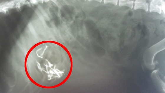 The Christmas lights in Charlie's stomach