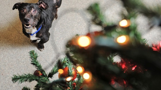 Charlie with christmas lights in Southampton