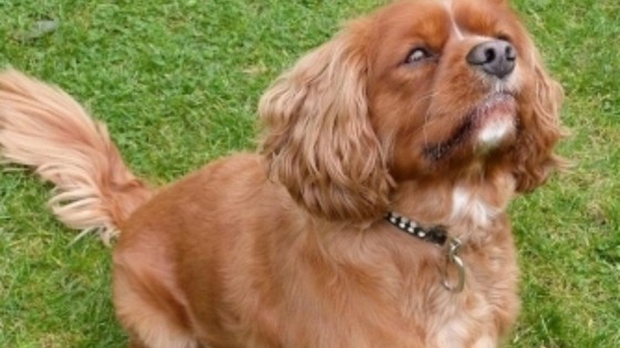 Ted the King Charles spaniel has been reunited with its owner