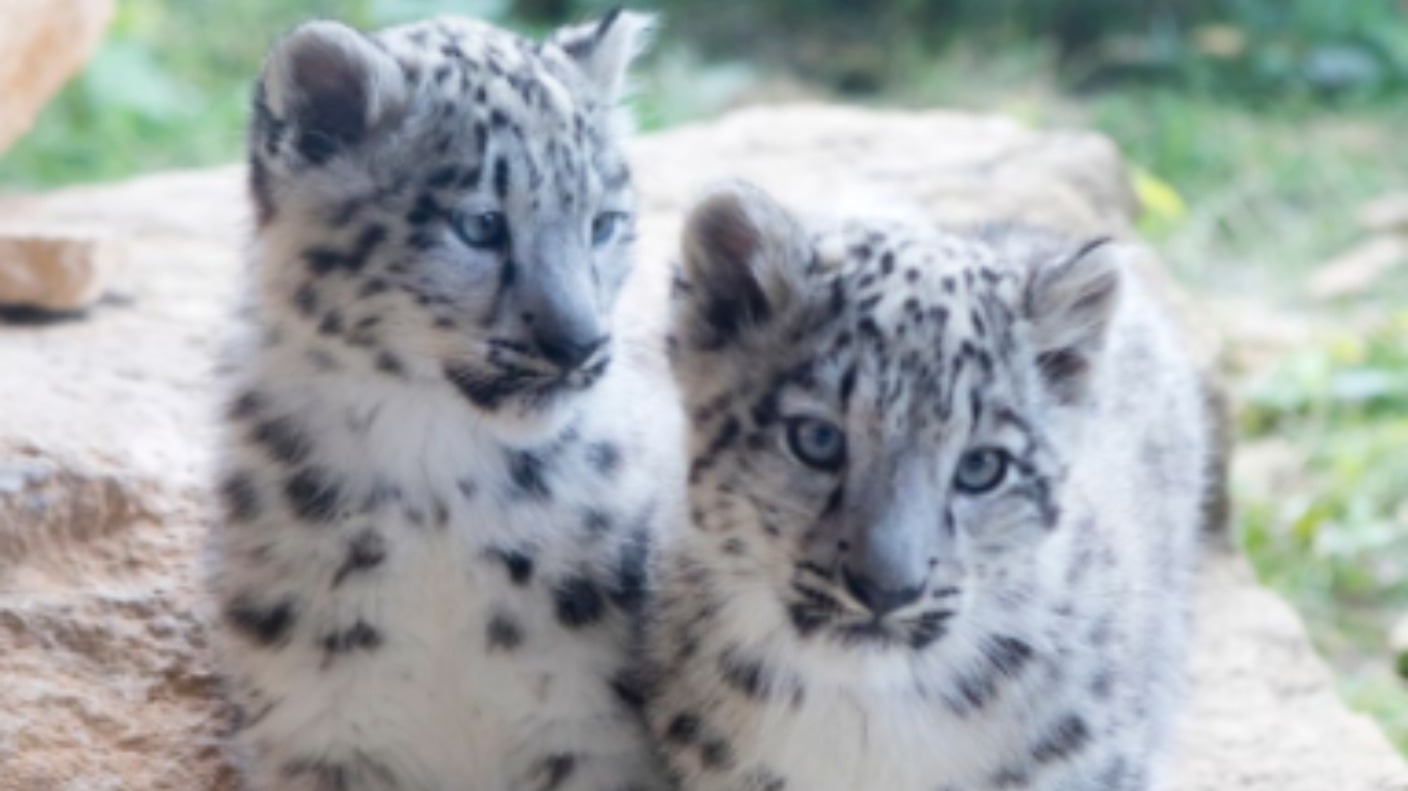 New Snow Leopards at Twycross Zoo are named | Central - ITV News