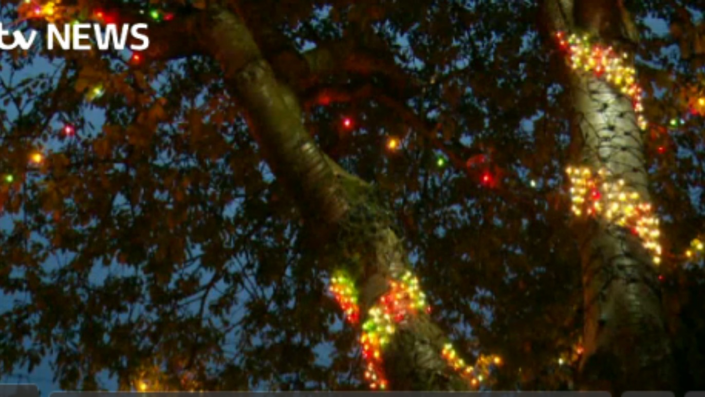 christmas lights come early for endangered sheffield trees christmas lights come early for endangered sheffield trees