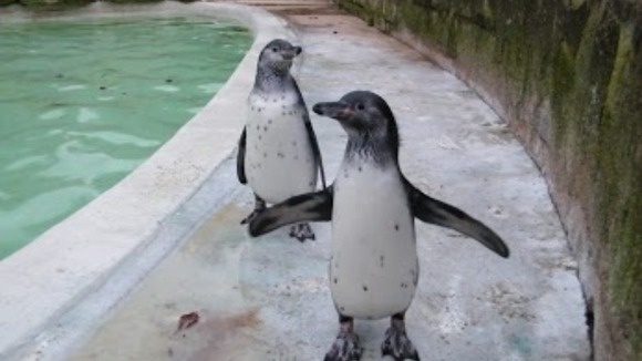 Penguins