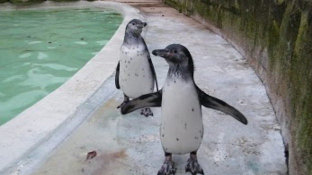 Penguins