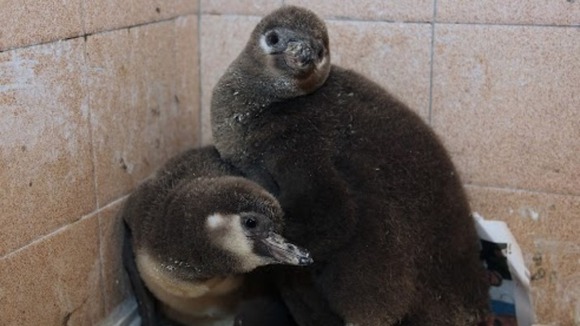 Penguins