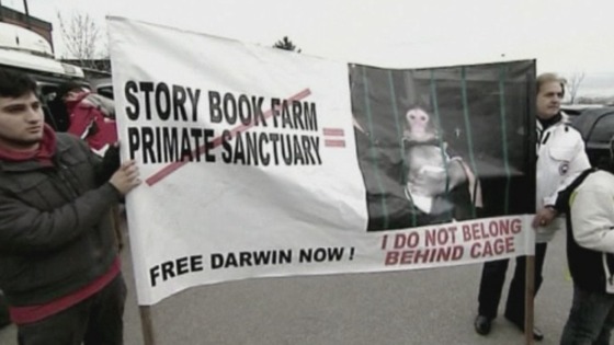 Protesters demand return of Ikea monkey