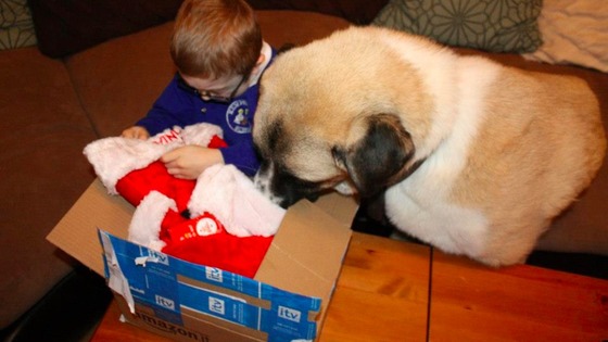 Owen and Haatchi