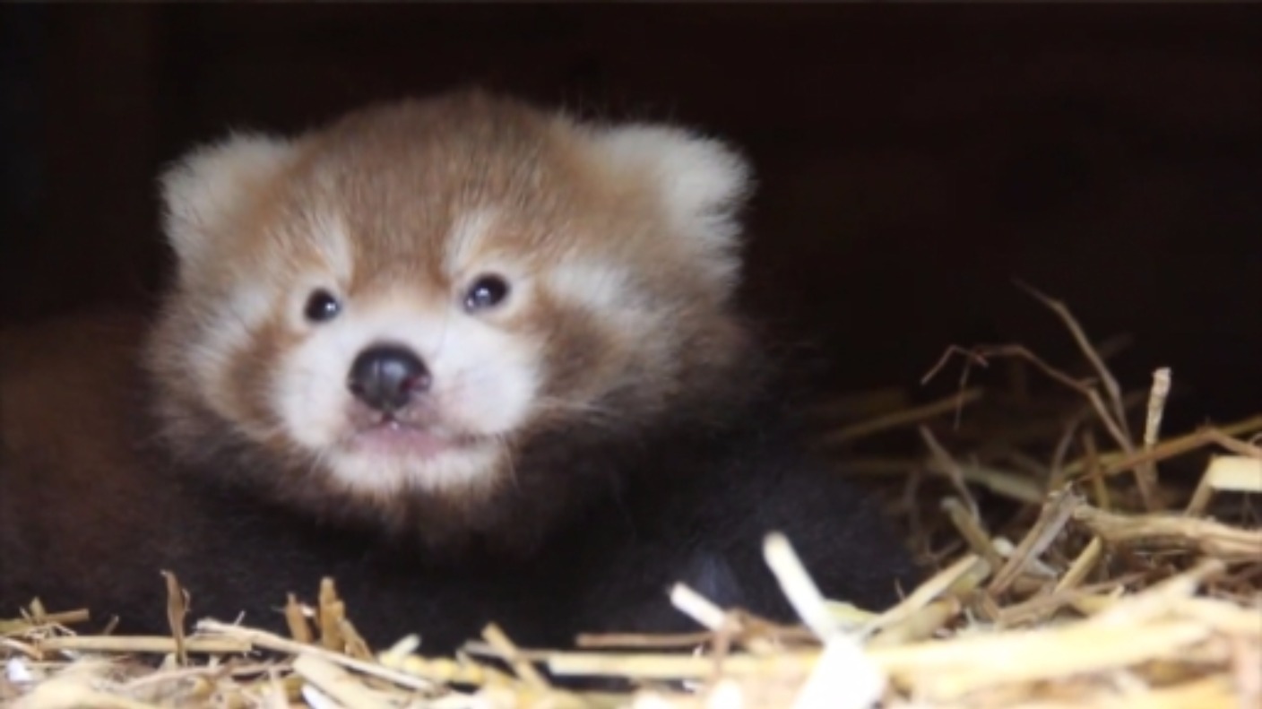 Endangered red panda cub born at Longleat Safari Park West Country