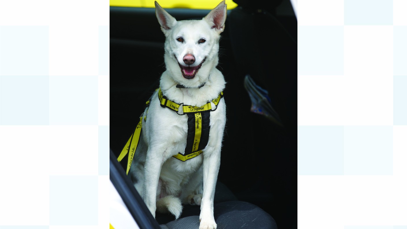 Is your dog safe in the car? West Country ITV News