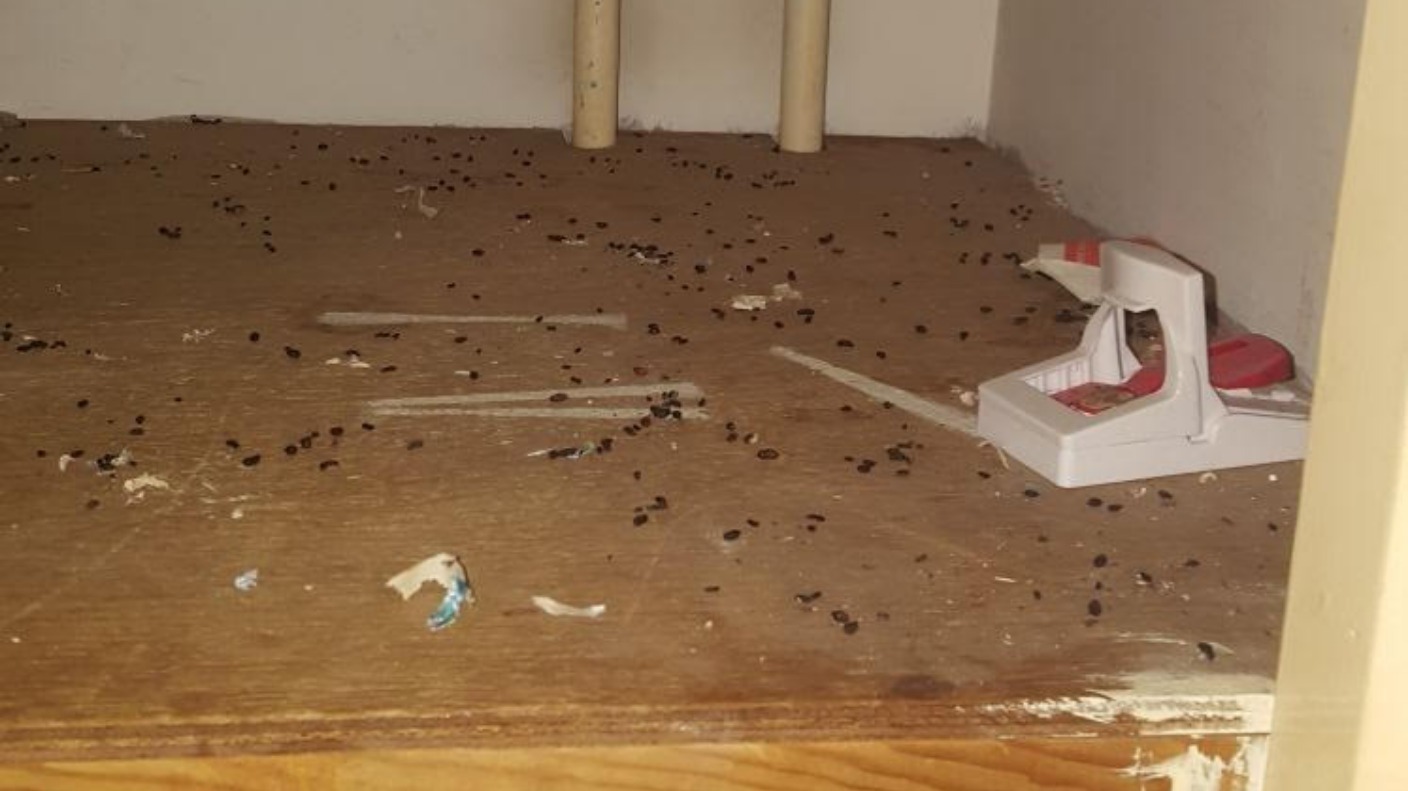 Residents' nightmare over rat infestation Central ITV News