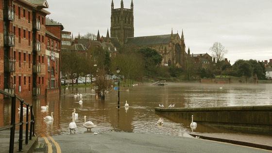 Swans enjoy more room to roam as the river Severn burst its bank at Worcester, close to the cathedral.