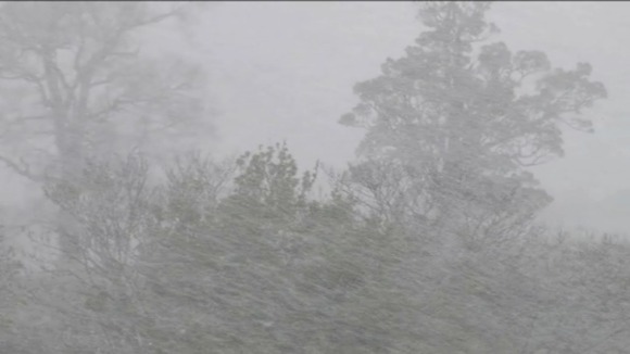 Snow by trees