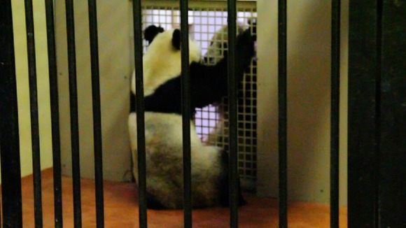 Yang Guang and Tian Tian in the 'love tunnel'