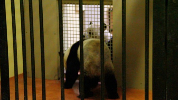 Female pandas ovulate just once a year