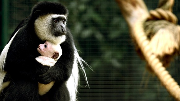 Maxilla, a week old colobus monkey, is cradled by his mother Niammey at London Zoo. Picture date: Friday October 26, 2012.