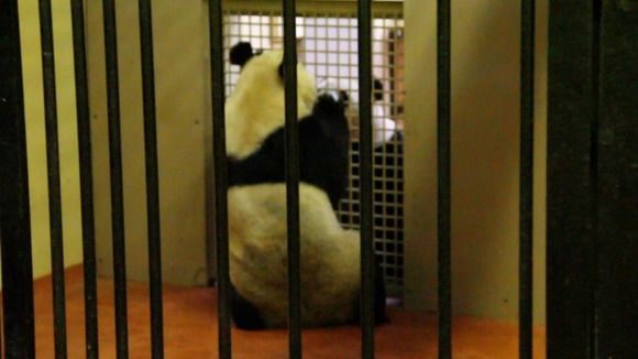 Edinburgh Zoo has turned off the 'pandacam'