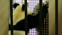 Yang Guang and Tian Tian in the 'love tunnel'