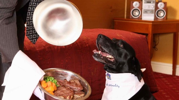 Dog's dinner