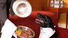 Dog's dinner