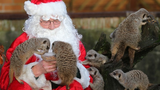 Alan Leach did his morning feeding rounds at Blair Drummond Safari Park in Stirling, Scotland