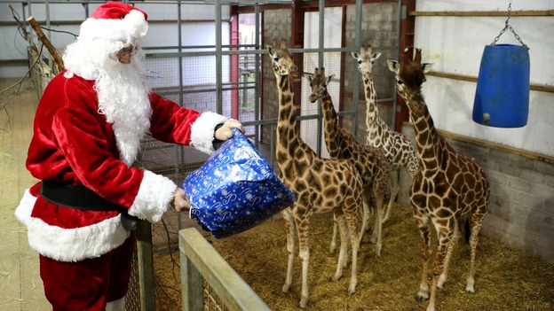No turkey for the giraffes, they are strictly vegetarian