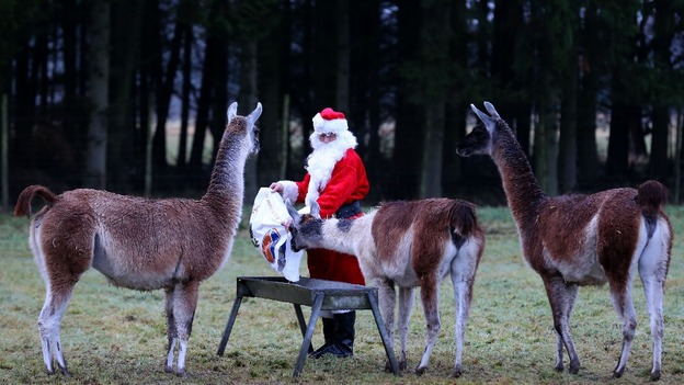 Llamas were among the beneficiaries of Leach's Christmas dinner